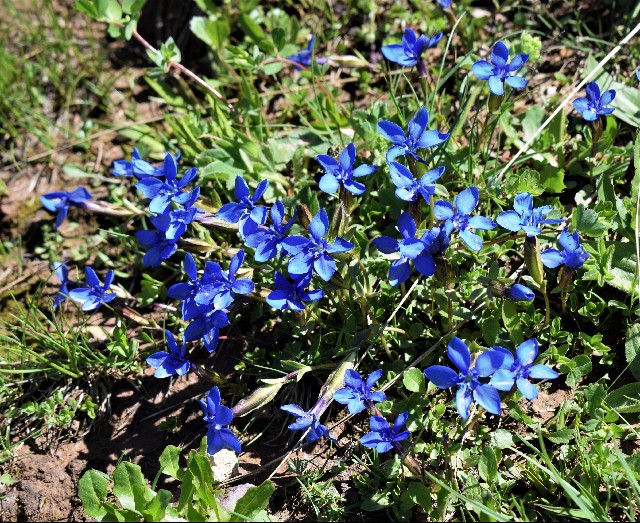Gentiana bavarica Alpine Garden Society